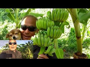 沖縄県宜野座村のバナナ畑 ピースフルファーム アップルバナナ、島バナナ、銀バナナ、三尺バナナなどの様子を紹介。バナナ畑だけど憩いの空間です。