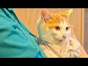 Pet of the Week - December 4, 2025