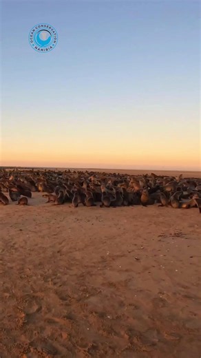 Snoek Line Nearly Killed a Seal These materials don’t disappear; they linger for years, waiting silently to entrap the next marine animal. This pup never stood a chance on its own, and we ask: why does animal safety never matter? #ocn #oceanconservation #sealrescues #plasticpollution #raisingawareness | Ocean Conservation Namibia