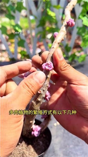 How many methods of succulent propagation and clustering are you familiar with? 🤔👈🤪