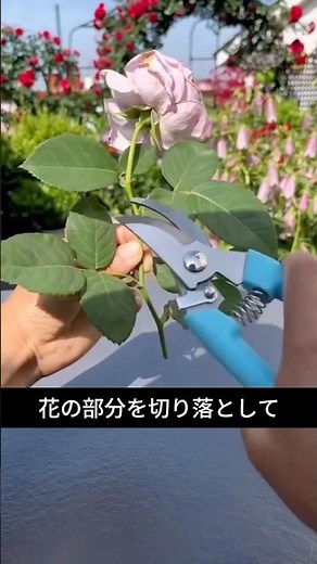 たった1本でバラ鉢植えが10個に！？驚きの増やし方🌹