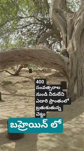 నీరు లేదు, అయినా ఎడారిలో బహ్రెయిన్ లో. 400 సంవత్సరాలుగా బ్రతుకుతున్న చెట్టు