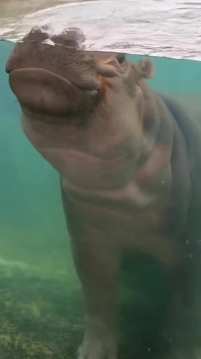 Hipopótamos como Mascota: ¿Tendrás uno en tu Jardín?