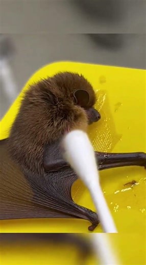 Extreme Close-Up: Tiny Brown Bat vs. Sticky Insect Trap