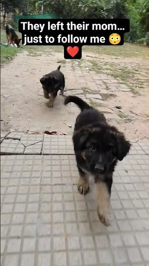 When Puppies Choose You Over Mom 😂🐶 | Cute German Shepherd Family Moment