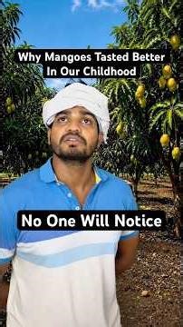 Why they say ‘childhood mangoes tasted better’ #shorts #mango