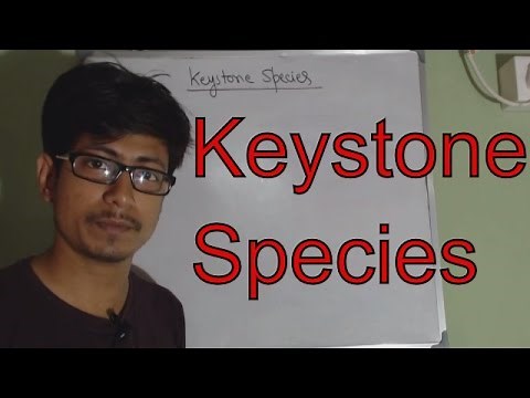 Keystone species