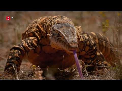 Australiens Schlangen: Giftig und gefährlich - Dokumentation Deutsch