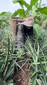 Pineapple harvesting #pineapple #harvest #cutting | Forkan BD