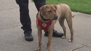 Newest member of Lamar University's police force is a 'hug dog'