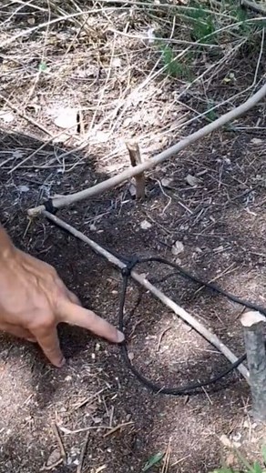 Stick and rope trap #bushcraft #trap #bushcrafting #survival #camping #survival #bushcraft #diy #nature #forest #hack #skills #outdoors #tourism #life #woodworking #forest #trapone #cooking | Trap F. Forest