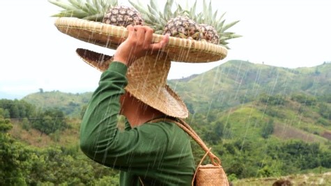 Harvesting Pineapple & Cooking Native Chicken Adobo