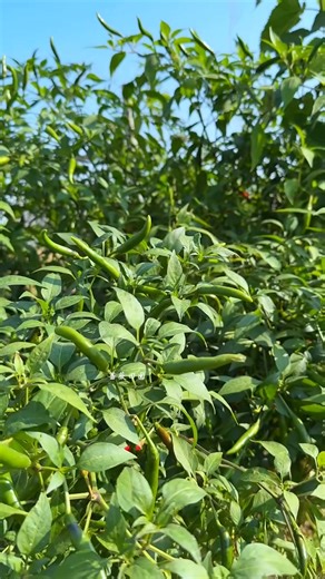Mountain 🏔️ farming | mountain farming