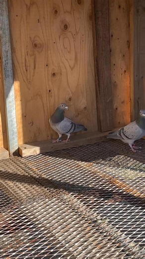 Henni G and miss GFL | Phong’s H Loft