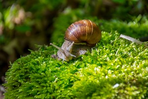 10 Interesting Facts About Snails