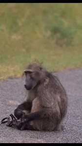 20K views · 171 reactions | ⚠️ Graphic Content Viewer Discretion...