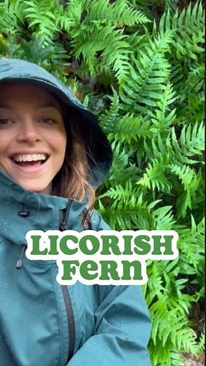 This fern’s rhizomes taste like licorice, which is how it got the name: Licorice fern. 🌿 It’s a summer deciduous plant, meaning it goes dormant in dry, warm summers and is rejuvenated in the fall when cool and wet weather returns. Seeing them in the fall brings me so much joy! They grow on soil, rocks, or trees as an epiphyte in western North Anerica (Alaska to California)! They love to grow on moss covered big leaf maple trees 🍁. Licorice ferns are traditional edible and medicinal plants to c