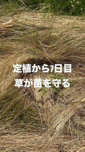 不耕起栽培】イネ科の草を倒してアロイトマト植えてみた！定植7日目のリアル。#shorts #自然農法 #不耕起栽培 #自家採種 #農業