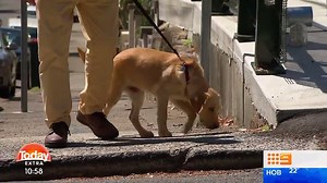 28K views · 401 reactions | This year marks 60 years since Guide Dogs Australia started pairing pups with vision impaired people across the country, but they can only become qualified assistance dogs with the help of some very special people. Eileen and Ian Henderson are two of these special people that have raised guide dogs for 15 years, dedicating time, love and support to 18 adorable pups. Such a special cause.  #9Today | TODAY | Facebook