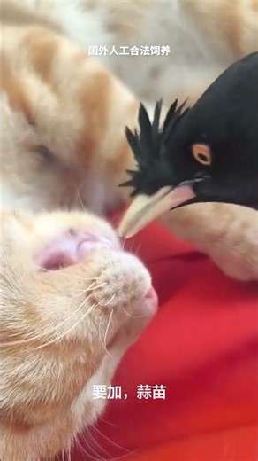 Daily Cat and Magpie Playdate: Unleash the Fun