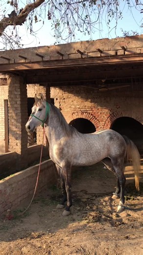 Horse Dance Showcase: Son of Panjhatra