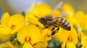 California poised to adopt some of nation’s strictest restrictions on bee-killing pesticides