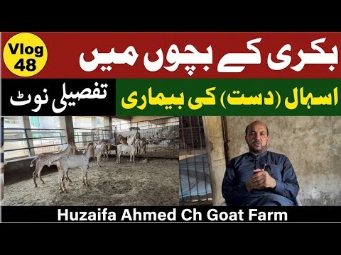 Diarrhea in Baby Goats | Complete Guide to Causes, Treatment & Prevention Huzaifa Ahmed Ch Goat Farm