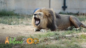 1.3K views · 45 reactions | Why do you LOVE the Abilene Zoo? Discover where the wild meets West Texas by visiting this summer! Get your tickets ➡️ https://bit.ly/3mP6QJD | Abilene Zoo | Facebook