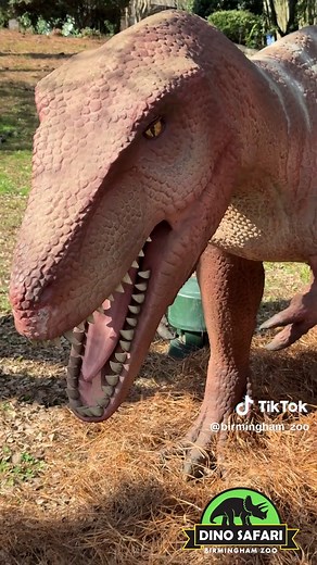 TODAY IS THE DAY!!! Dino Safari meets Your Birmingham Zoo, come and join us as we showcase over twenty tree dinos, two dinosaur pits, a dig pit, and more! 🦕🦖 Today marks the launch of an adventure only Your Birmingham Zoo can provide, so come on by and enter into DINO SAFARI. #BirminghamZoo #DinoSafari #DinosaurAdventure #FamilyFun #ZooTok #BhamEvents #ExploreBirmingham #ForYou #FYP #InspiringConservation