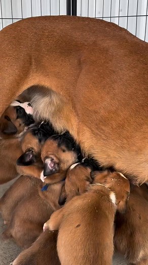 So cute 🥰 | Boxer puppies for adoption Austin Texas