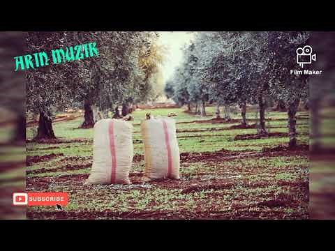 اجمل اغاني كردية الراقصة 🎶🎶اغاني اعراس عفرين 🌷⚘اغاني كردية عفرينية راقصة