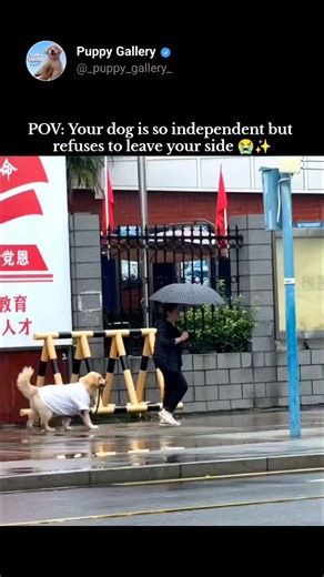 𝙋𝙪𝙥𝙥𝙮 | 𝘿𝙤𝙜 | 𝙋𝙚𝙩 𝙇𝙤𝙫𝙚𝙧 on Instagram: "That’s not just a pet… that’s family 😭🤍 . . . . . . . . . . . 📩 Credit / Removal Disclaimer: We and our team do not claim ownership of this post/video. Similar content is widely available on the internet. Our only intention is to share positivity and entertainment — not to hurt or offend anyone. If you are the original owner and want credit or removal, please DM us 😊 Thank you ❤️ . . . #pets #PetLover #petpost #reels #instagram #explore 