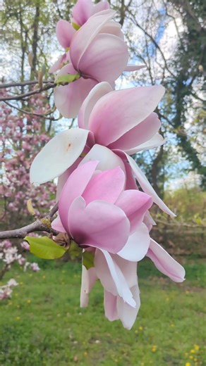 Spring Waltz Frédéric Chopin #flowers #spring #nature #garden