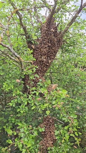 Second swarm of the season 😬🤦💸🤷 #beekeeping #bee