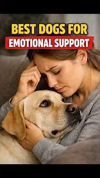 Best Dog Breeds for Emotional Support That Actually Help
