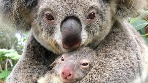 Zoo’s baby koala a sign of hope after bushfire season