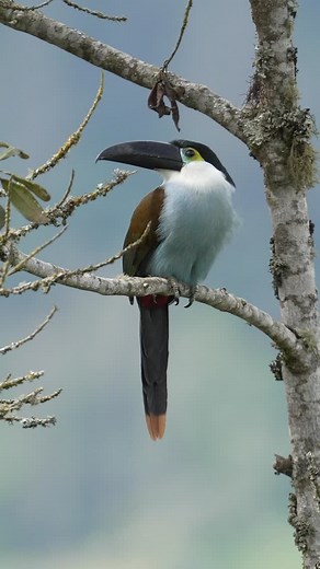 Spotted by @julianmanrique — the Black-billed Mountain Toucan is one of the true highlights of the Andean cloud forest, typically found between 2,000 and 3,500 meters above sea level.⁣ This stunning bird is known for its striking blue plumage, distinctive black bill, and its loud, echoing calls that travel through the misty mountain canopy. #TheBirdersShow #ToucanTuesday #BlackBilledMountainToucan #AndeanBirds #BirdingColombia #BirdPhotography #CloudForestMagic | The Birders Show