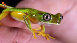 8.9K views · 98 reactions | Do you know what the RAREST frog in the world is? Coyote finds one! Get ready... to meet the rarest frog in the WORLD! | Coyote Peterson | Facebook