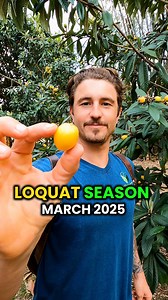It’s Loquat season right now in Florida. Get some before the seaon is over While driving around town keep an eye out for these golden little fruits Loquats grow in a few different states in the US: Hawaii, South Central Texas, Louisiana, Georgia, Florida,and South Carolina Where else do Loquats grow? Drop a comment below Follow @GrowInnHomes for more food growing and real estate tips We buy distressed properties, clean them up, and grow food on them. We believe growing food is a gateway to healt