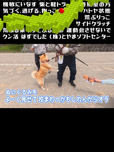 柴犬と狂犬病予防注射の重要性について