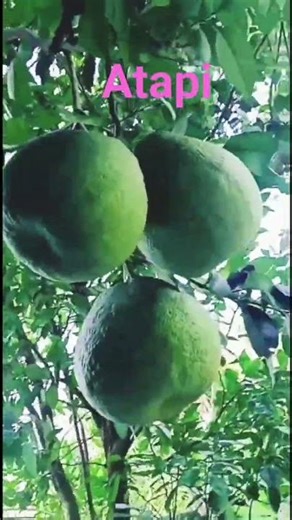 Atapi 🤤#testy#yummy #like