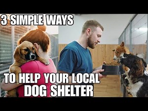 3 Simple Ways to Help Your Local Dog Shelter | Make a Real Difference
