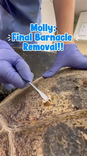 turtlehospital on Instagram: "Molly gets her last few barnacles removed!!!🐢❤️ #turtle #rescue #asmr #satisfying #fyp"