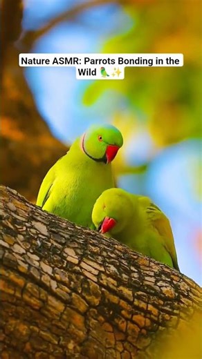 Nature ASMR: Parrots Bonding in the Wild 🦜✨ | Secret Lives of Wild Parrots | A Gentle Nature |(4K)