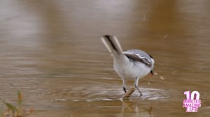 A Wagtail Walking in Shallow Water