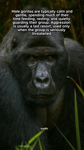 The Quiet Strength of Male Gorillas Male gorillas are typically calm and gentle, spending much of their time feeding, resting, and quietly guarding their group. Aggression is a last resort, used only when the group faces serious danger. #gorilla #malegorilla #silverback #wildlifebehavior #animalfacts | Grlllllz
