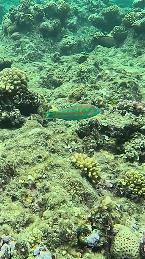 Fast and shy Surge wrasse @RedSeaBit