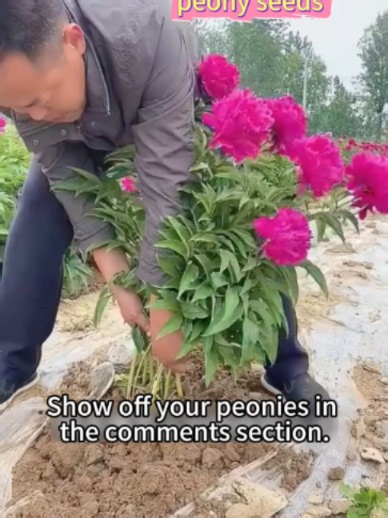 Double Peonies: Easy, Year-After-Year Blooms for Your Garden