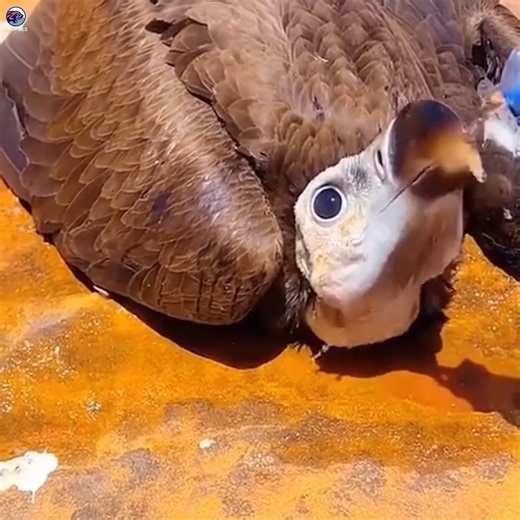 8.4K views · 105 reactions | Animals TV on Reels | Facebook