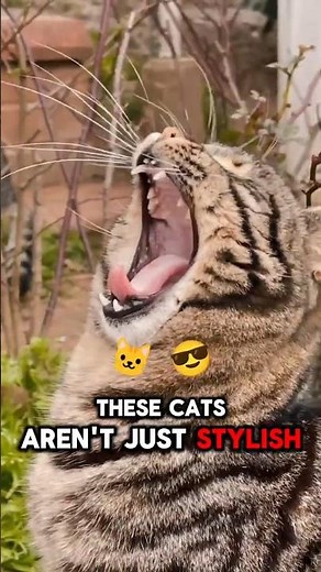 Meet the Mackerel Tabby: The Most Street-Smart Cat 🐾